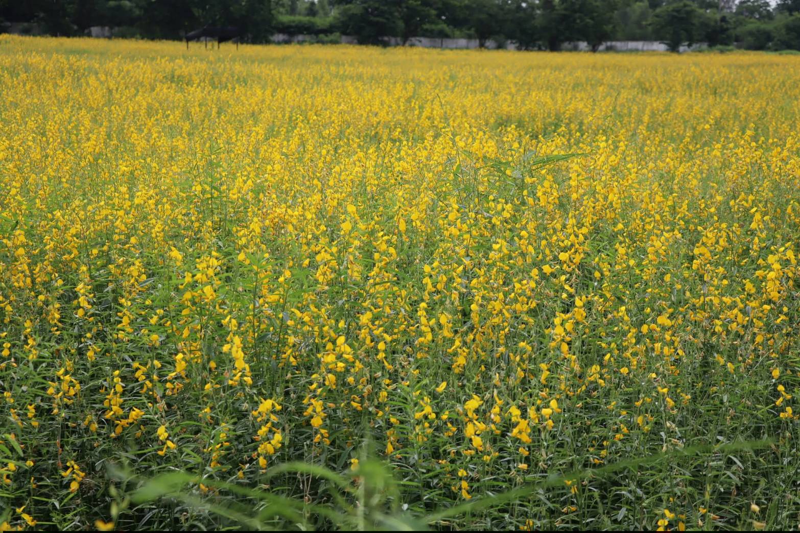 title - ศพส. ชวนมาเก็บภาพความประทับใจ ท่ามกลางทุ่งปอเทืองสีเหลืองสดใส ณ บางไทร (ศูนย์ศิลปาชีพ บางไทรฯ (เดิม))